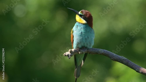 Colorful bird European bee-eater, close-up with audio.