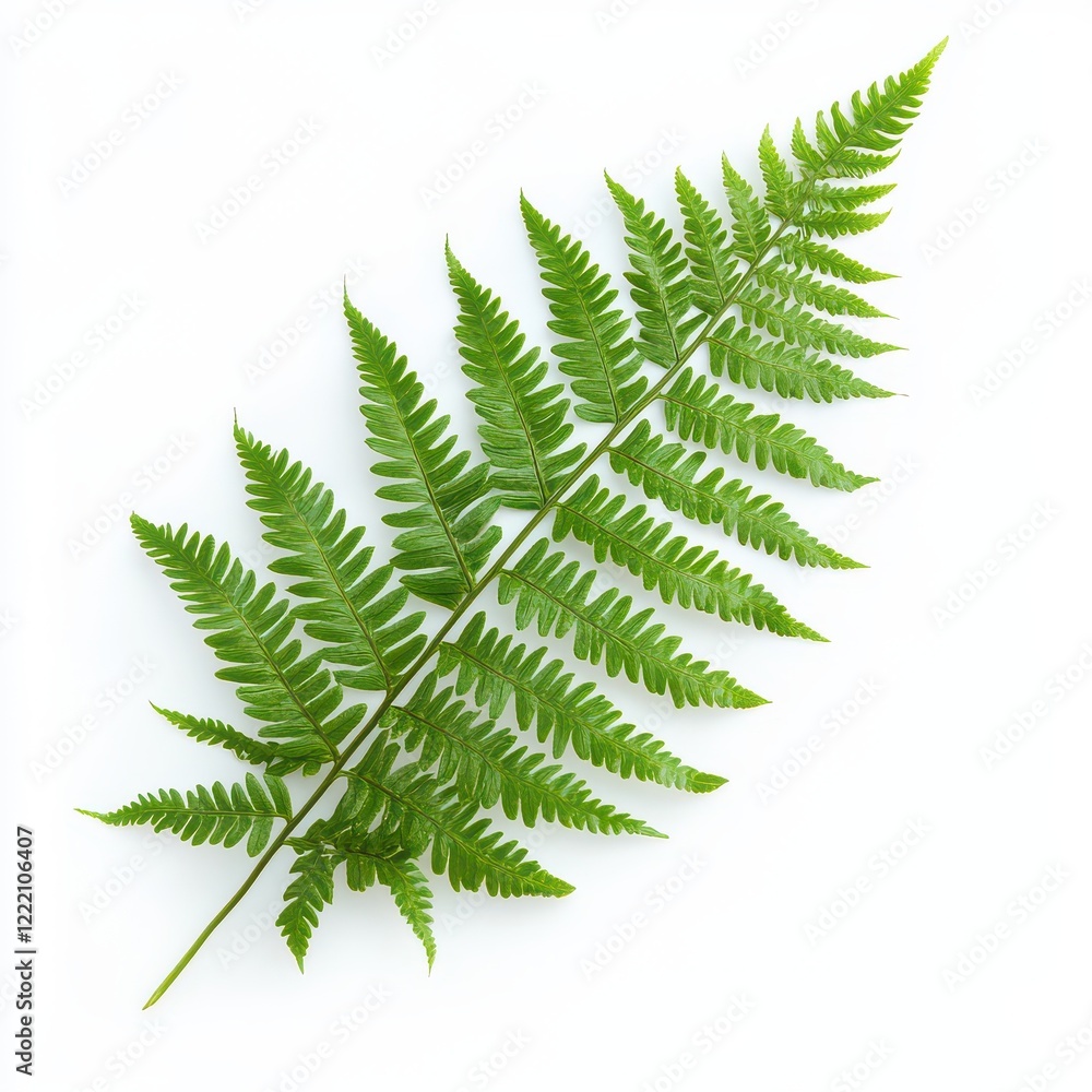 Green fern leaf isolated on white Green fern leaf isolated on white
