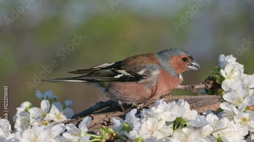 Bird Eurasian chaffinch perching on a spring apple blossom branch.