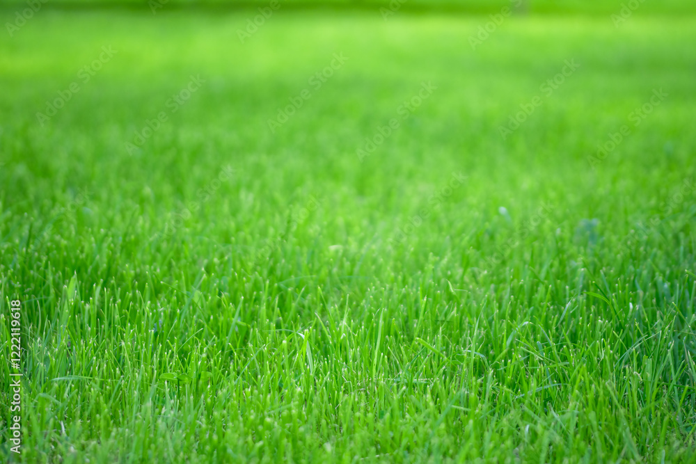 Growing green lawn or grass. Agricultural landscape in the summer time Growing green lawn or grass. Agricultural landscape in the summer time