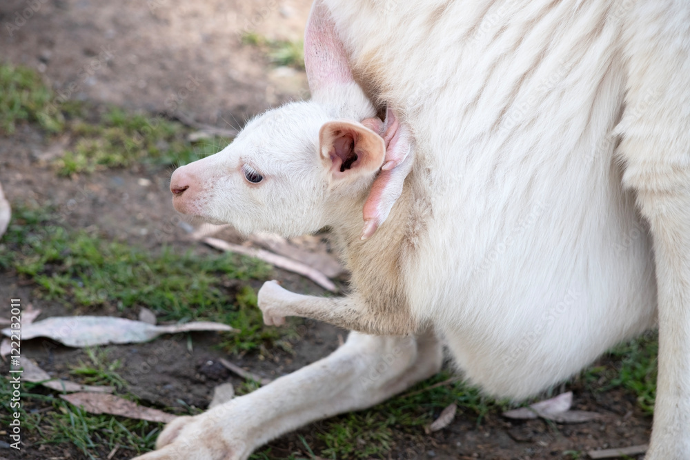 the albino joey kangaroo is in its mothers pouch