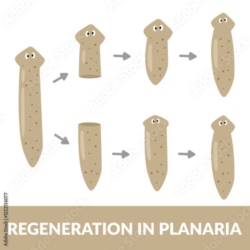 Regeneration in Planaria Design vector Illustration
