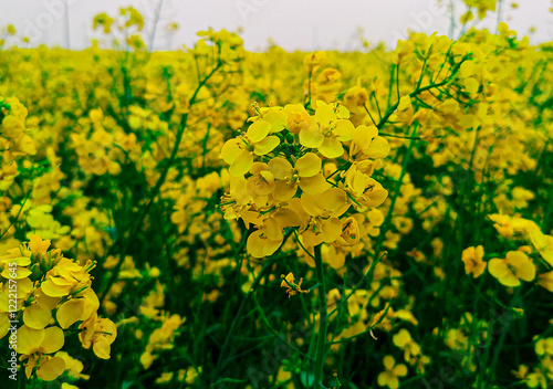 Beautiful yellow mustard flowers in the field.