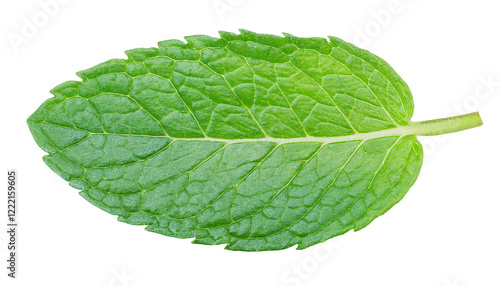 fresh mint leaf isolated background with vibrant green texture and natural botanical details for culinary and herbal design

