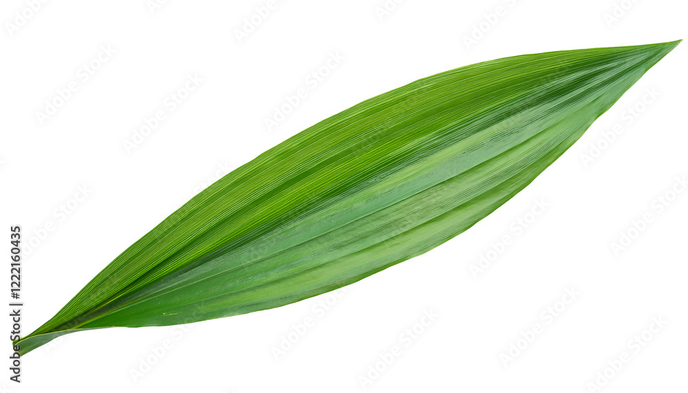 long green tropical leaf with fine texture and glossy surface on isolated background
long green tropical leaf with fine texture and glossy surface on isolated background
