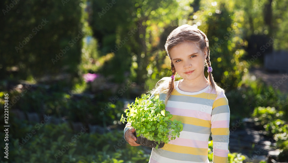 child girl holding a box of seedlings in the garden on a spring day. Kid helps in the home garden. slow life. Eco-friendly child girl holding a box of seedlings in the garden on a spring day. Kid helps in the home garden. slow life. Eco-friendly