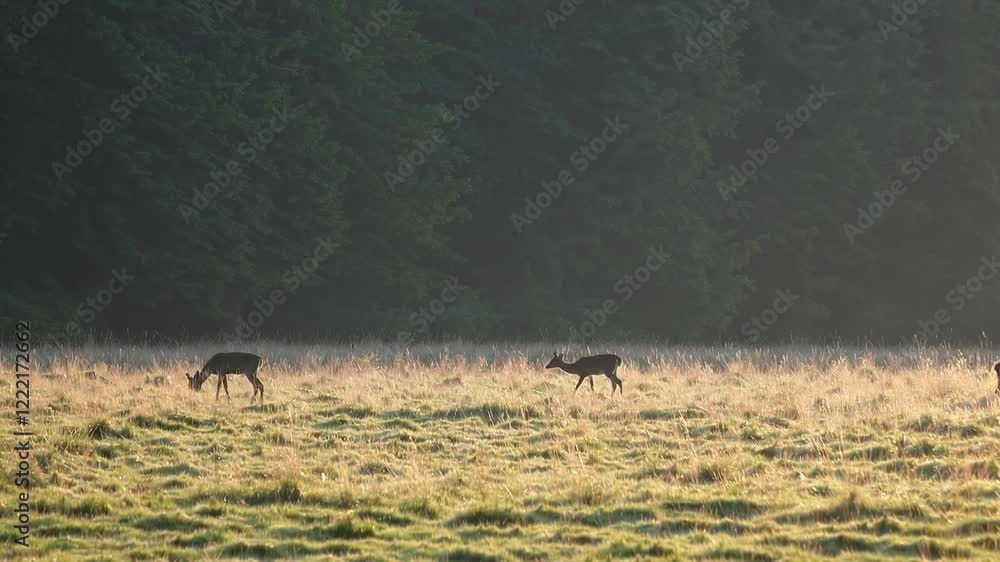 A peaceful meadow with grazing deer under soft morning light, with the forest in the background.
A peaceful meadow with grazing deer under soft morning light, with the forest in the background.