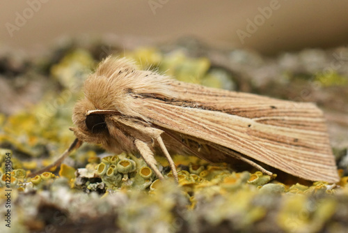 Closeup on a Smoky Wainscot owlet moth, Mythimna impura on a lichen covered wood photo