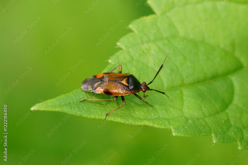 Closeup on a European plant parasite bug, Deraeocoris ruber on a green leaf Closeup on a European plant parasite bug, Deraeocoris ruber on a green leaf