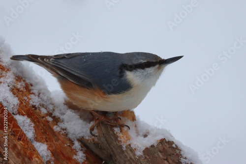 Obraz na płótnie Eurasian nuthatch