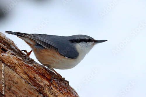 Eurasian nuthatch photo