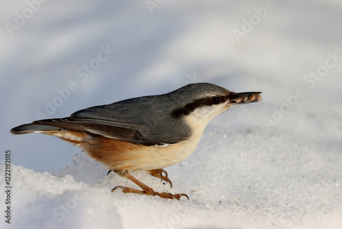 Obraz na płótnie Eurasian nuthatch