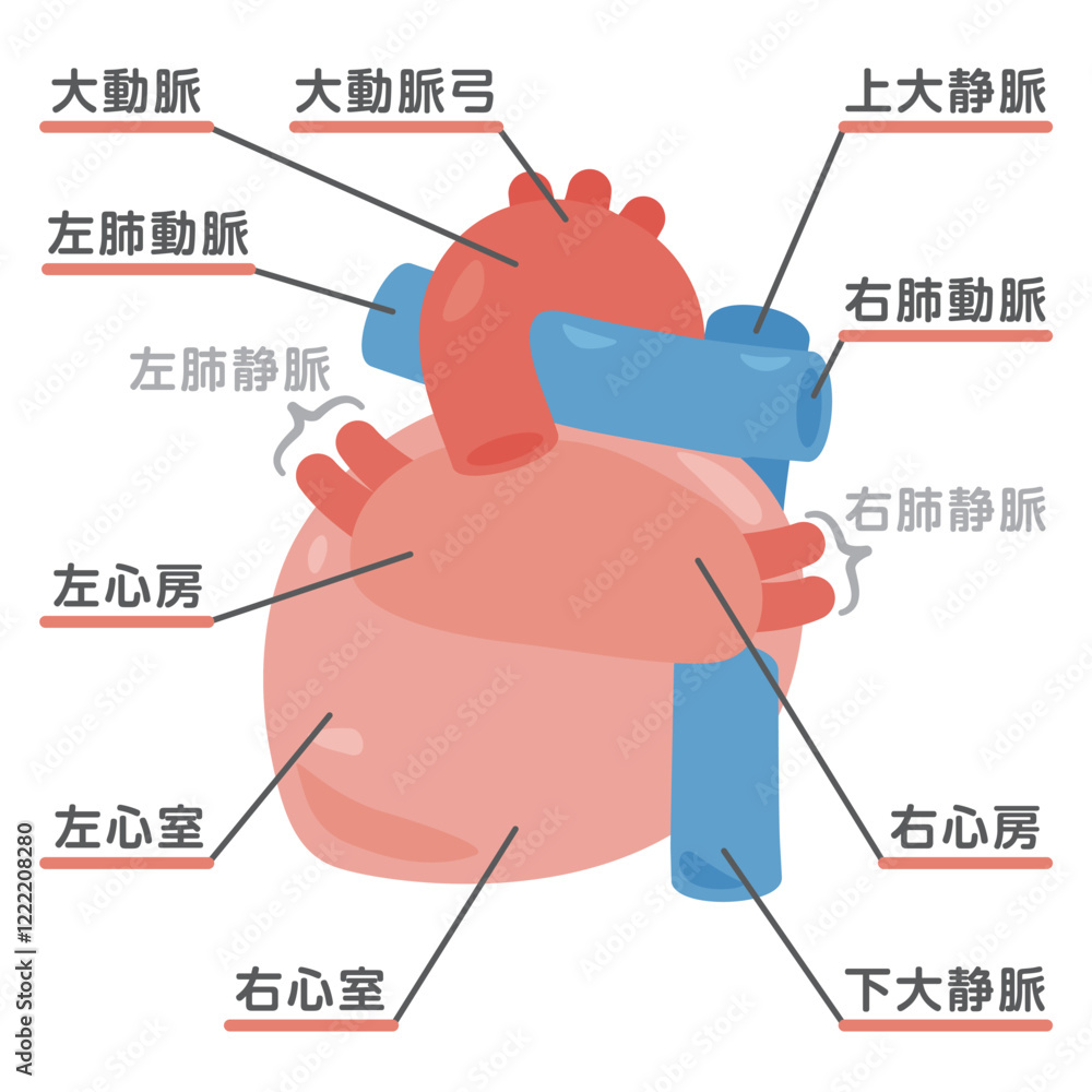 Obraz premium 心臓の構造イラスト 背面2