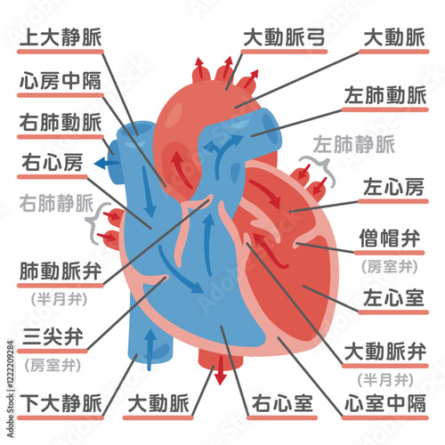心臓の断面と血液の流れイラスト2