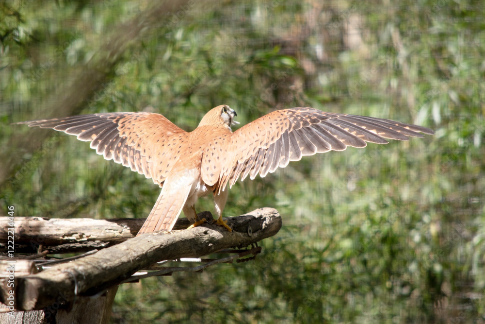 Fototapeta premium the nankeen kestrel is taking off