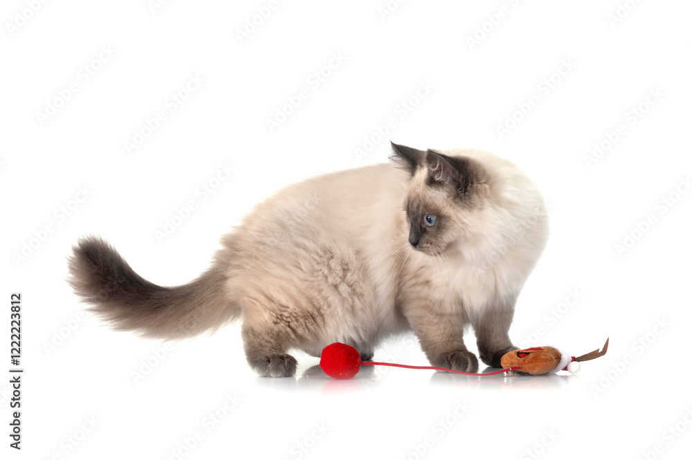 Obraz premium siberian cat in studio