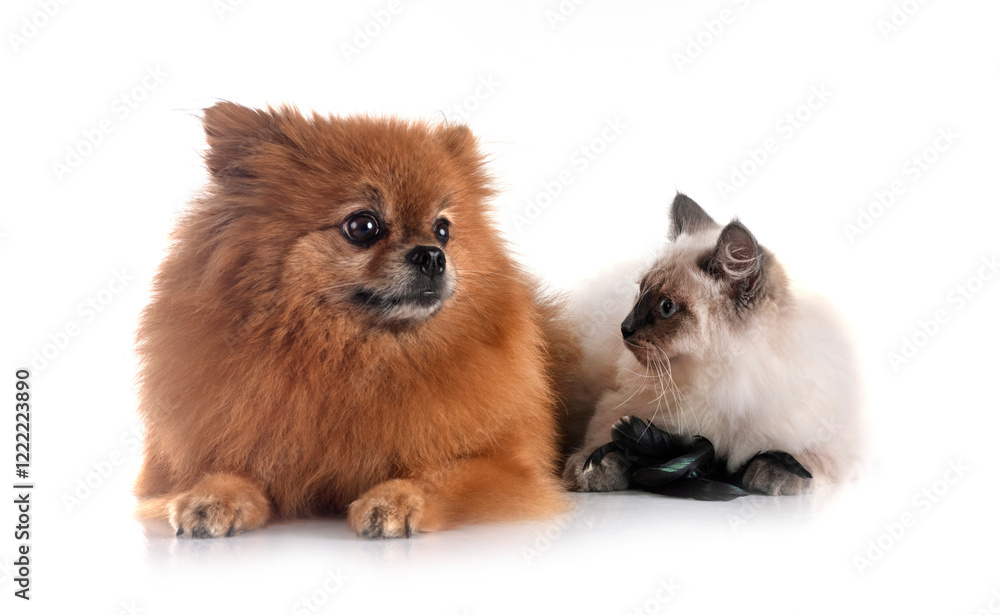 Fotografie pomeranian and cat in studio