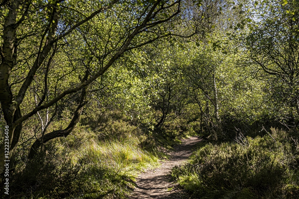 Path Through a Spring Forest A winding dirt path through a vibrant green forest, with dappled sunlight on the ground Path Through a Spring Forest A winding dirt path through a vibrant green forest, with dappled sunlight on the ground