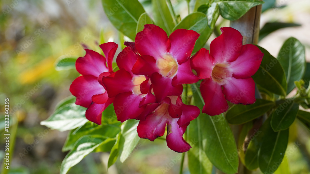 Adenium obesum flowers blooming. beautiful pink flowers of the Adenium obesum plant or (Desert Rose, Impala Lily, 沙漠玫瑰, 富贵花, Kamboja Jepang) Adenium obesum flowers blooming. beautiful pink flowers of the Adenium obesum plant or (Desert Rose, Impala Lily, 沙漠玫瑰, 富贵花, Kamboja Jepang)