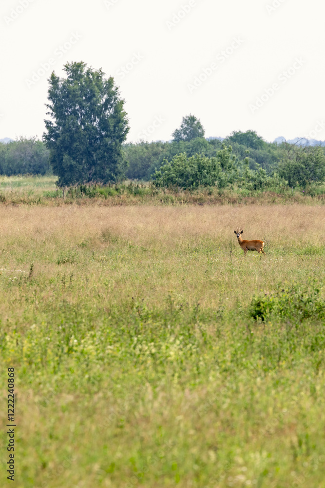 Roe deer buck on a grass meadow a summer day Roe deer buck on a grass meadow a summer day
