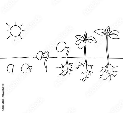 Science of hand drawn vector Stages of cannabis plant growing outline.