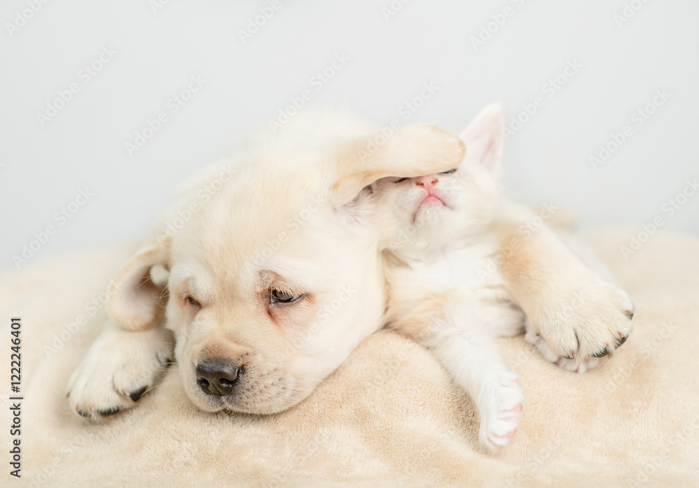 Playful maine coon kitten snifs puppy's ear on a bed at home