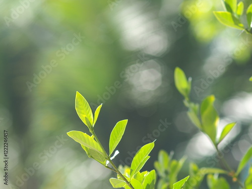 young shoot leaves green background sweet bokeh moving by wind