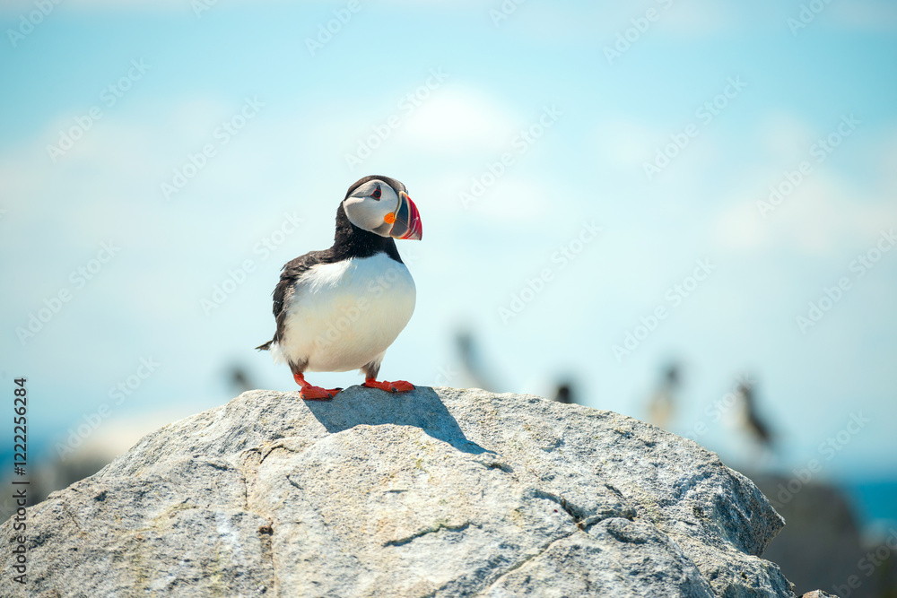 Fototapeta premium funny cute bird puffin on rocks on the water blue water of the ocean and other birds