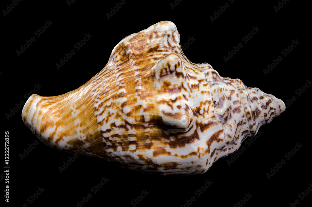 Lobatus raninus seashell on a black background Lobatus raninus seashell on a black background
