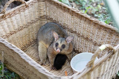 Common brushtail possum in basket
