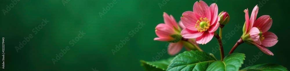 Pink hellebore stems and leaves against a green backdrop, christmas flower, evergreen, lenten rose Pink hellebore stems and leaves against a green backdrop, christmas flower, evergreen, lenten rose