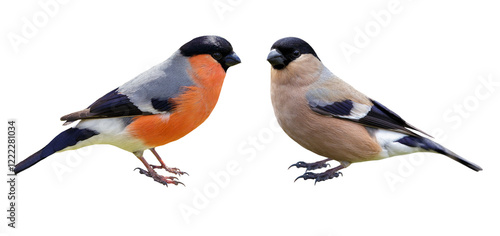 Foto Male and female of bullfinch isolated on transparent