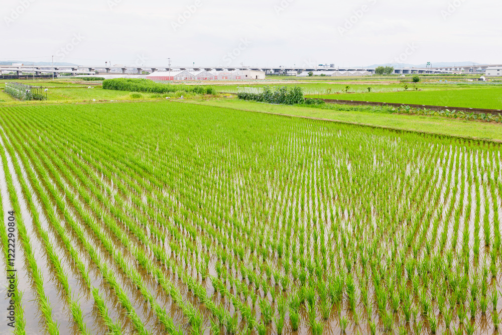 Rice plant in the field,agriculture,paddy
Rice plant in the field,agriculture,paddy