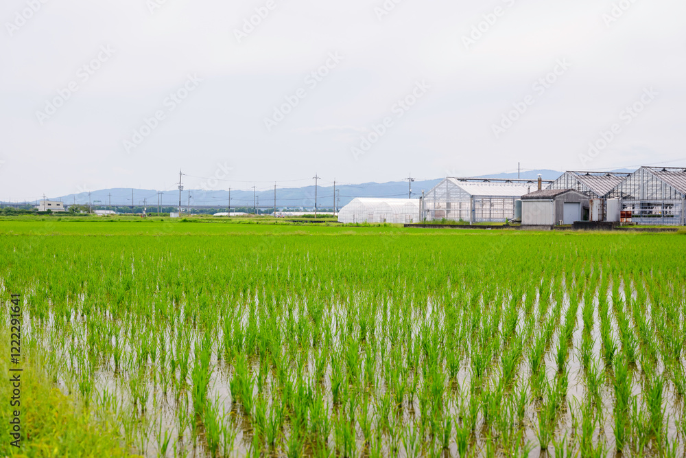 Rice plant in the field,agriculture,paddy Rice plant in the field,agriculture,paddy