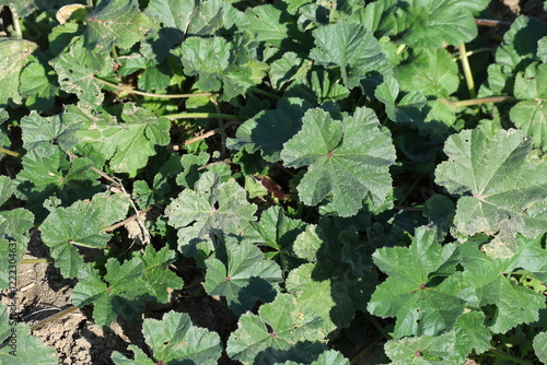 Obraz na płótnie Malva sylvestris is a species of the mallow genus Malva in the family of Malvace