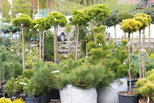 Seedlings of young pine plants in bags and pots with soil on the background of spruce trees with a round crown in the nursery of ornamental plants photo