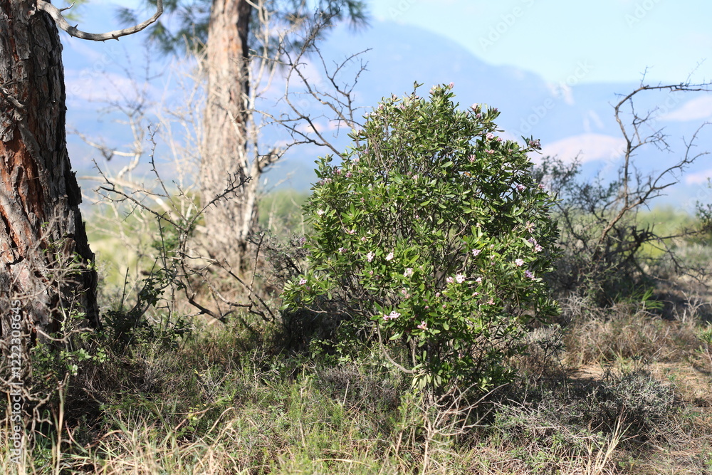 Daphne sericea is a shrubby wild plant with purple flowers Daphne sericea is a shrubby wild plant with purple flowers