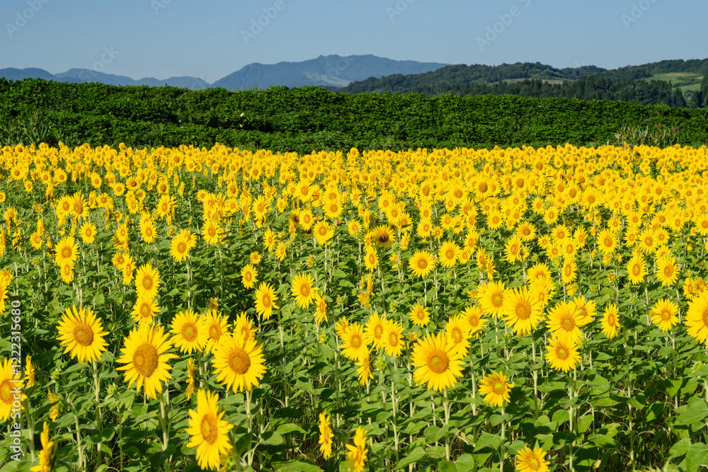見頃のひまわり畑 見頃のひまわり畑
