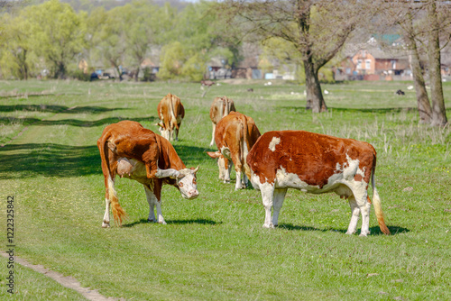 Fotografie Brown and white cows grazing and interacting on green pasture in countryside