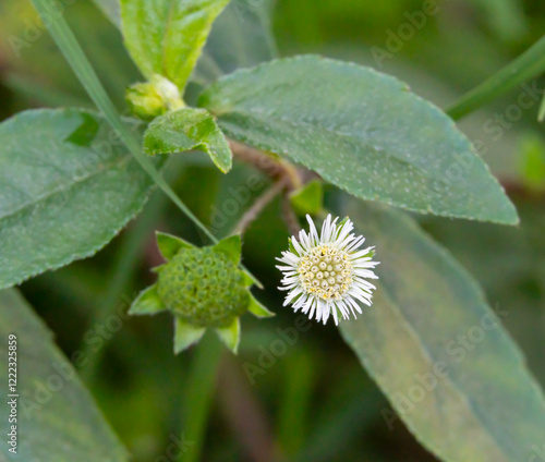 Eclipta prostrata or false daisy, small white flowers, grow in moist areas of temperate to tropical regions, found throughout the world. photo