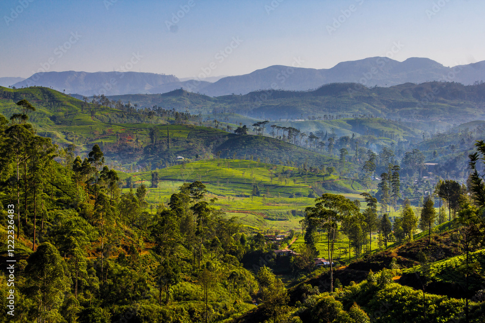 Fototapeta premium Sri Lankan Hill Country, Sri Lanka, Nuwara Eliya, Tea Estates in Sri Lanka