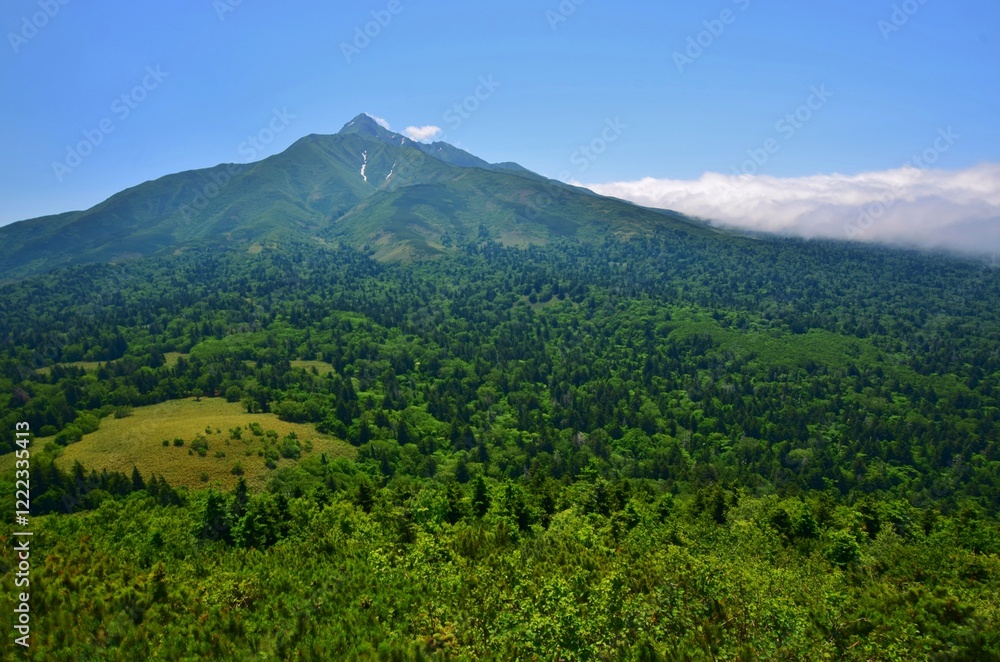 Obraz premium 緑生い茂る 利尻島