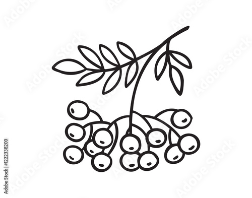 Branch of rowan tree doodle hand drawn icon. Drawing Branch of rowan tree clipart element.