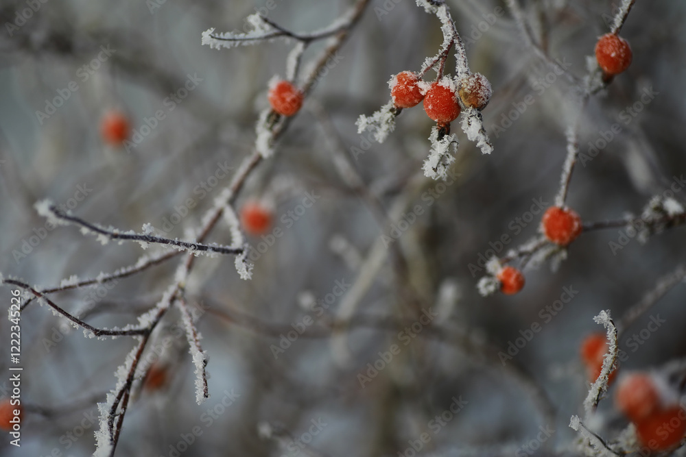 White snow on a bare tree branches on a frosty winter day, close up. Natural background. Selective botanical background. White snow on a bare tree branches on a frosty winter day, close up. Natural background. Selective botanical background.
