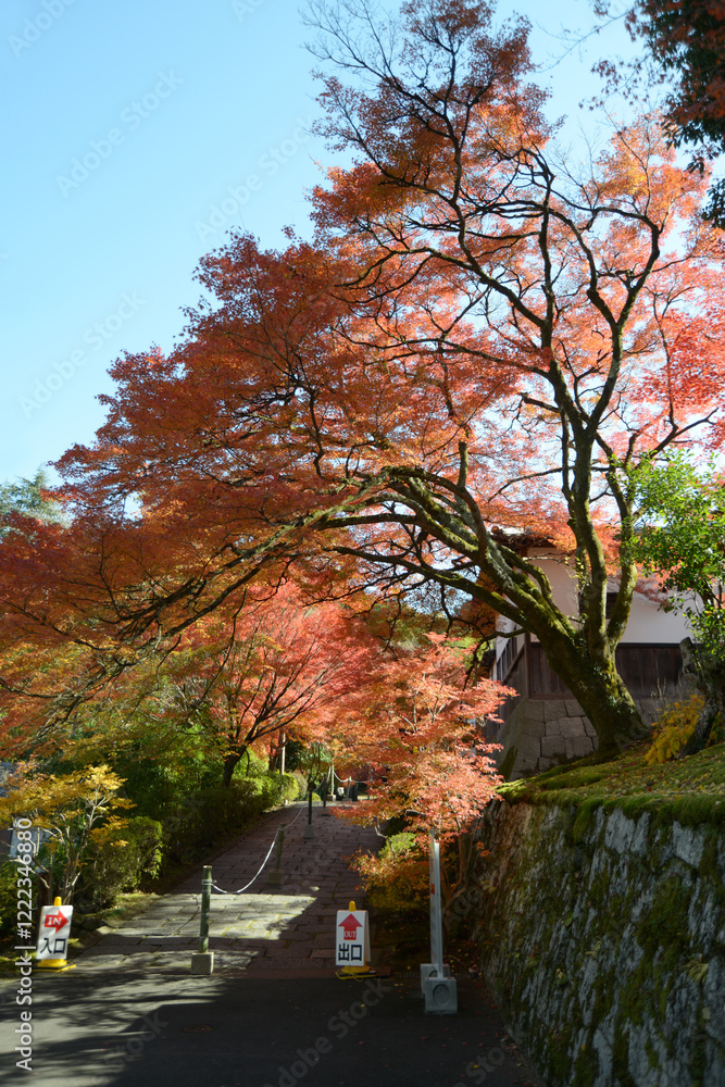 Naklejka premium 曼殊院 参道の紅葉 京都市左京区