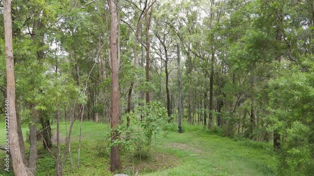 Serene Australian Bushland Scene