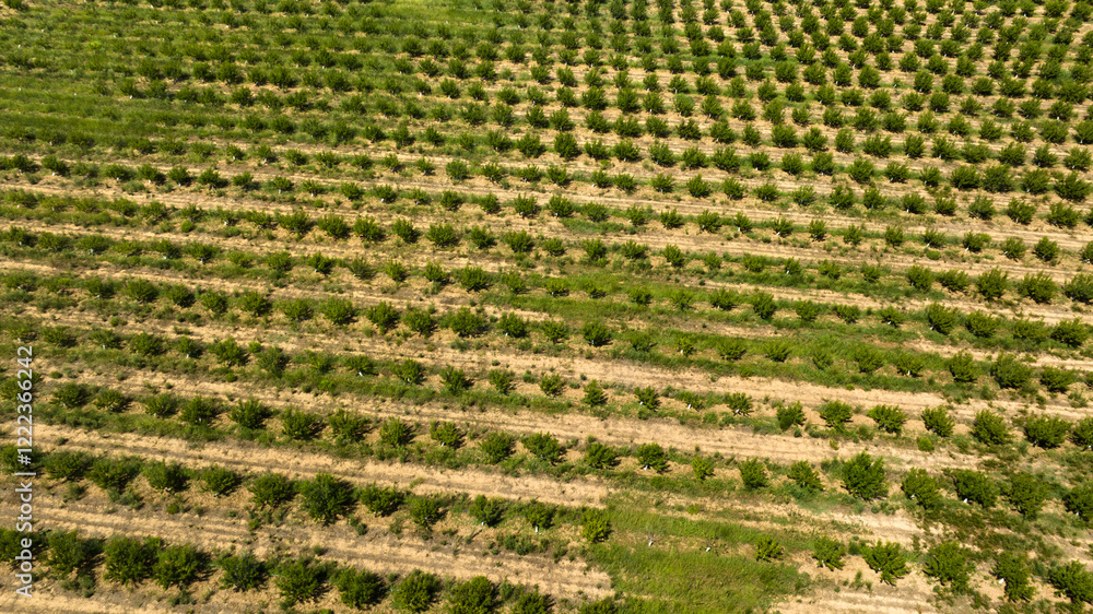 Aerial view of cultivated fields in summer. Aerial view of cultivated fields in summer.