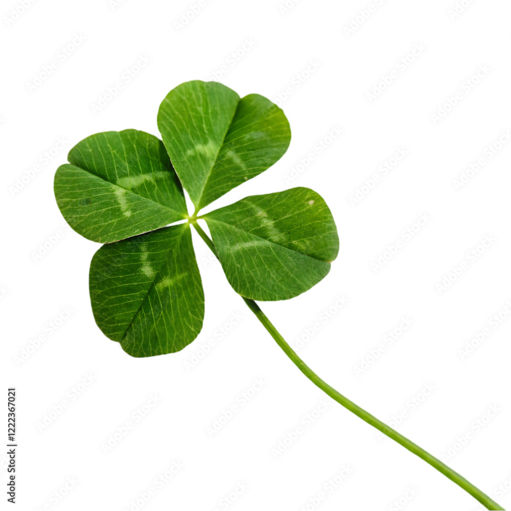 four leaf clover isolated on transparent background four leaf clover isolated on transparent background