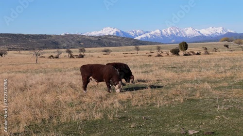 Wallpaper Mural Two big strong cows grazing on a meadow in Patagonia, snow covered mountains in the background, blue sky, copy space, dolly shot forward Torontodigital.ca