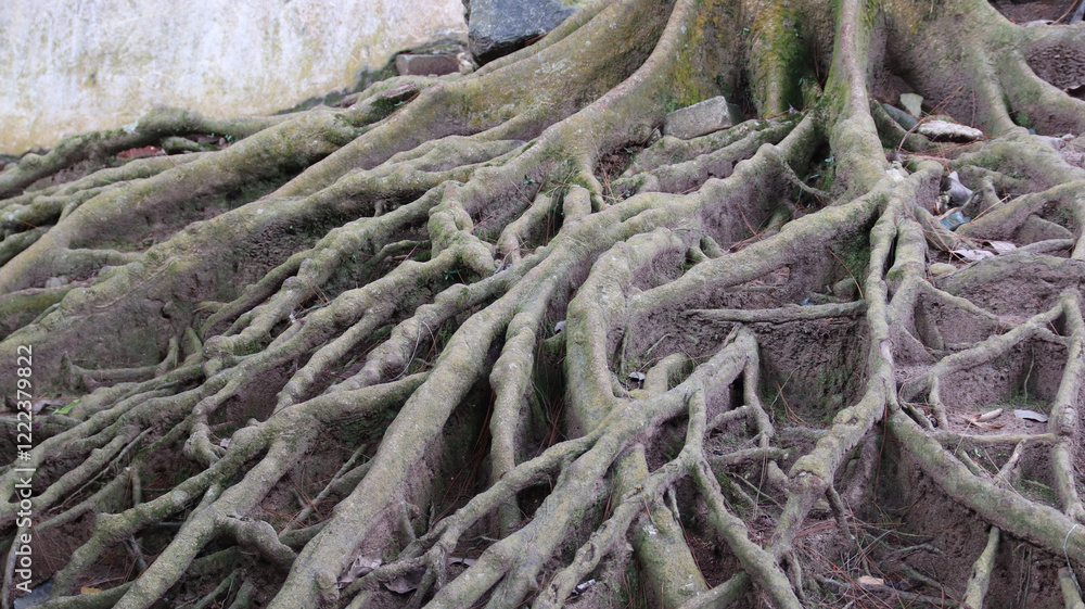 Trunk and big tree roots spreading out beautiful in the tropics. The concept of care and environmental protection. Trunk and big tree roots spreading out beautiful in the tropics. The concept of care and environmental protection.
